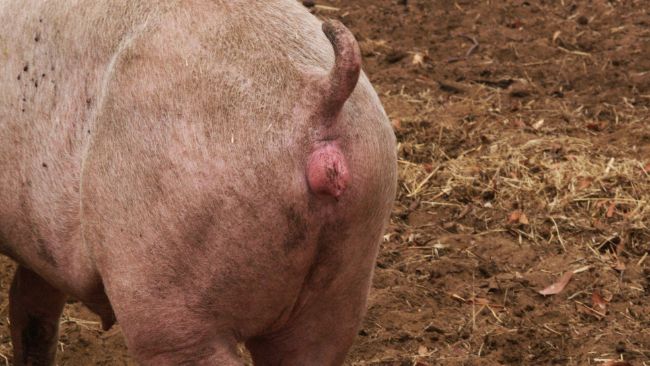 Celo en una nul&iacute;para sincronizada con altrenogest