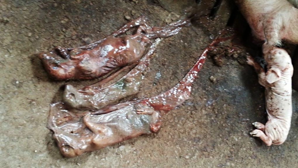 Momias de distinto tama&ntilde;o por parvovirus y parto adelantado por PRRS en zona de gestaci&oacute;n.