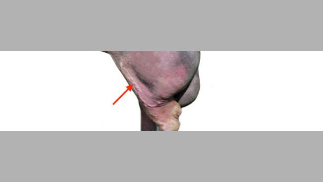 Presencia de varices en un verraco