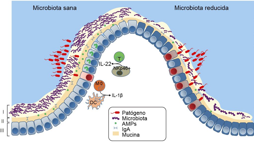 Defensas de una mucosa sana o con disbiosis