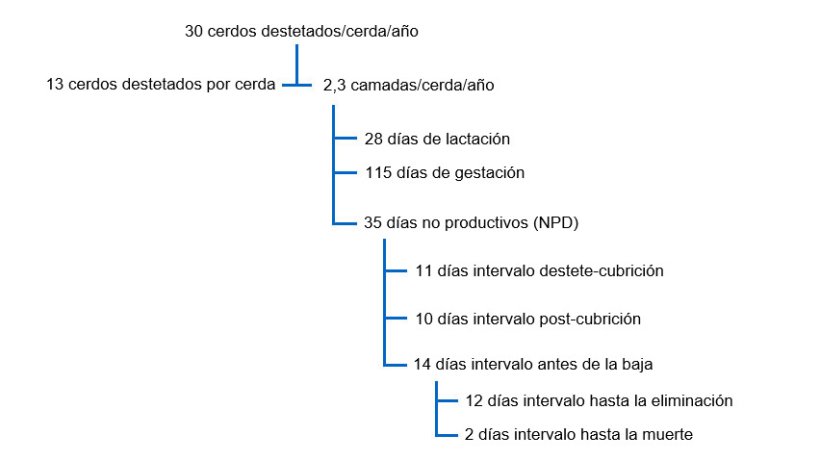 Fig. 1 Interrelación entre los DNP y otros factores de productividad en un árbol productivo para 30 cerdos destetados por cerda y año