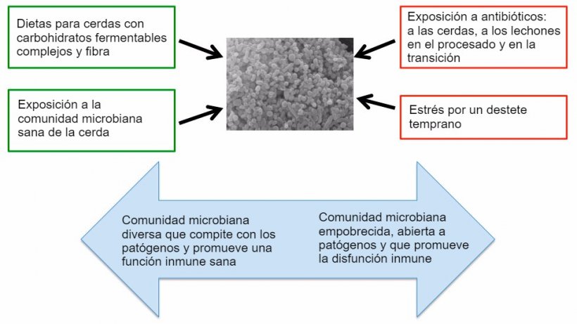 Figura 2. Factores que influencian sobre el desarrollo de un microbioma sano.
