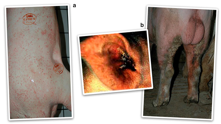 Figura 2. Forma al&eacute;rgica o eritematosa (p&aacute;pulas y zonas enrojecidas en la piel) (a) y forma cr&oacute;nica o hiperquerat&oacute;sica (b).
