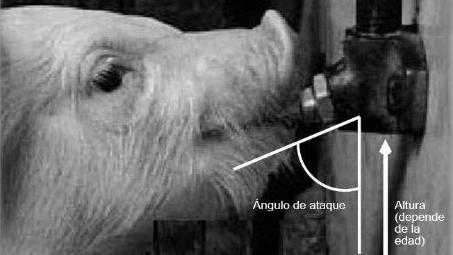 Imagen 2: La altura del bebedero y el &aacute;ngulo (bebederos de chupete) son los aspectos m&aacute;s importantes del dise&ntilde;o. El di&aacute;metro de tuber&iacute;a, la presi&oacute;n y el sistema de v&aacute;lvula determinar&aacute;n el flujo de agua. Modificado de Ruiz y Manteca (2004); Santom&aacute; y Pontes, (2006).
