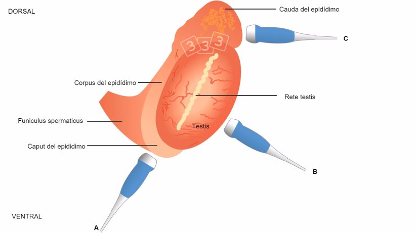 Fig. 4: Ilustración esquemática de la topografía del testículo y del epidídimo en el verraco, con colocación sugerida del transductor al evaluar el caput epidimydis (= cabeza, a), corpus (b) y cauda (= cola; La cabeza y la cola se aprecian mejor con imágenes longitudinales y transversales para el cuerpo ( Kauffold et al., 2011).
