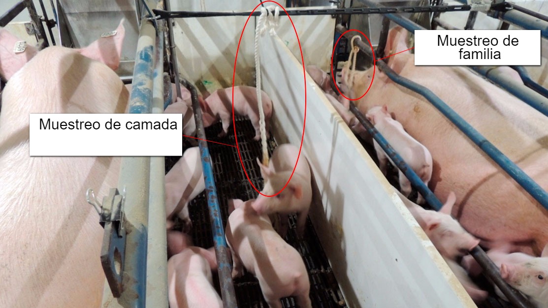 Gr&aacute;fico 1. Muestreo de&nbsp;camada (s&oacute;lo los lechones fueron expuestos a las cuerdas) y de familia&nbsp;(tanto la cerda como los lechones fueron expuestos a las cuerdas).
