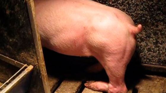 Figura 3. Par&aacute;lisis de la pata trasera como resultado de un nervio da&ntilde;ado al levantar al animal de una pata trasera torciendola.
