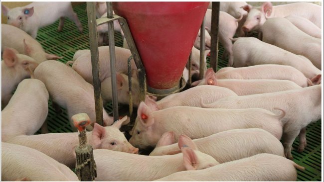 Lechones en transición