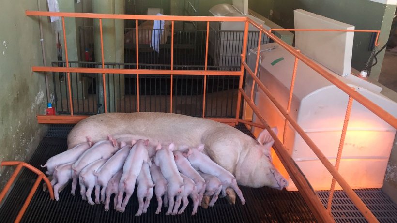 La producci&oacute;n de leche supone el 75 a 80 % de los requerimientos totales de la cerda lactante. (Foto: Instalaciones de investigaci&oacute;n, NEPSUI/ UFMG)
