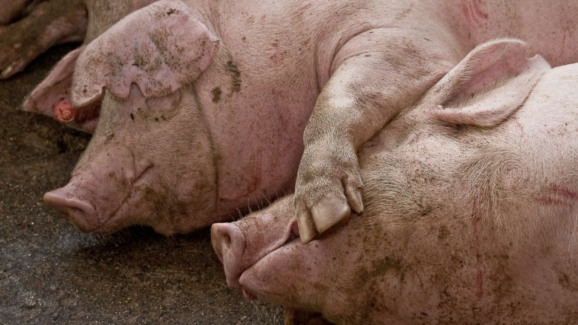 M&aacute;s de un tercio de la producci&oacute;n ganadera de Espa&ntilde;a se centra en la especie porcina. /&nbsp; Alejandro Arango
