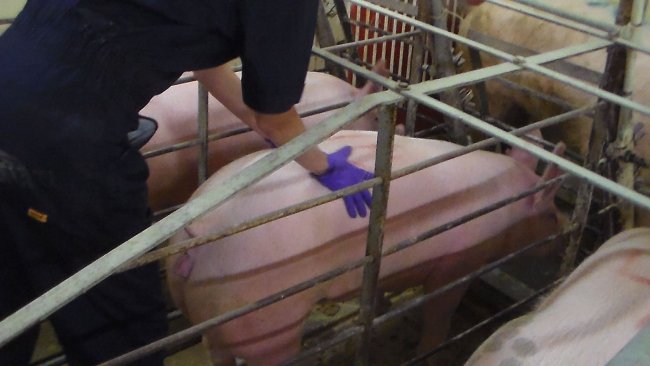 Nulípara en celo mostrando el reflejo de inmovilidad y el reflejo de la oreja
