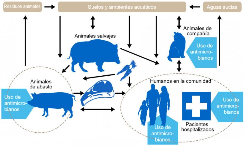 Flujo de determinantes de resistencia a antibi&oacute;ticos entre los de los diferentes reservorios. En azul se indica los puntos donde se administran antibi&oacute;ticos. http://www.effort-against-amr.eu/
