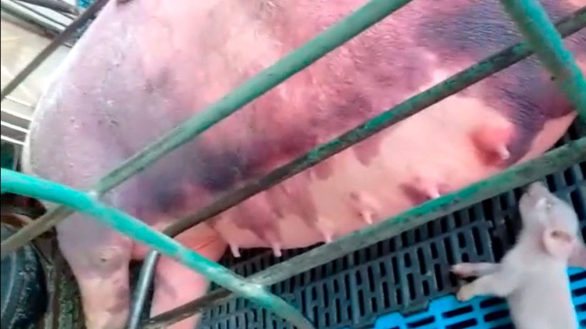 Foto 5. Hemorragias en reproductoras en lactaci&oacute;n.
