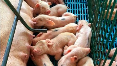 Fotos 1 y 2. Izquierda: camada con falta de ingesta de leche. Derecha: Lechones de baja viabilidad con deficiente ingesta de leche.
