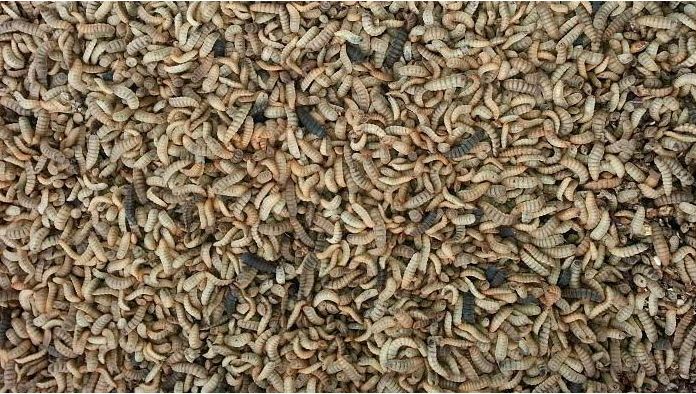 Larvas de black soldier.&nbsp;Fuente: Bioflytech SL
