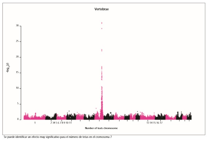Se puede identificar un efecto muy significativo para el n&uacute;mero de tetas en el cromosoma 7

