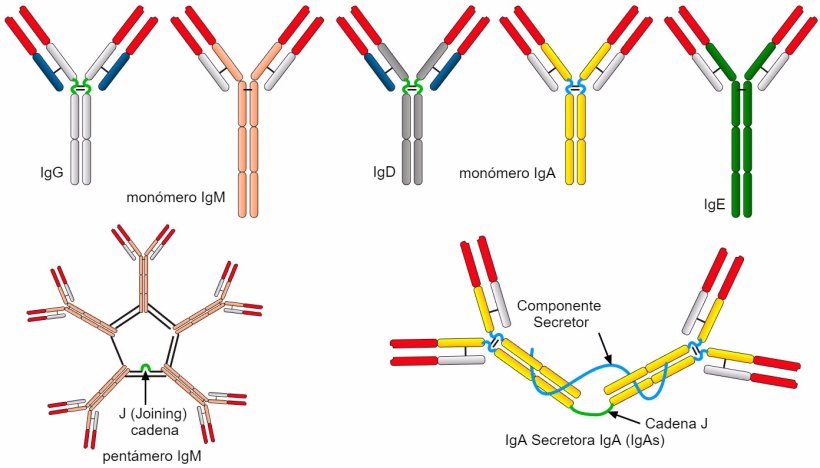 Figura 2. Las diferentes secuencias de amino&aacute;cidos de la regi&oacute;n de cadena constante pesada (H) caracterizan diferentes clases de anticuerpos o isotipos.
