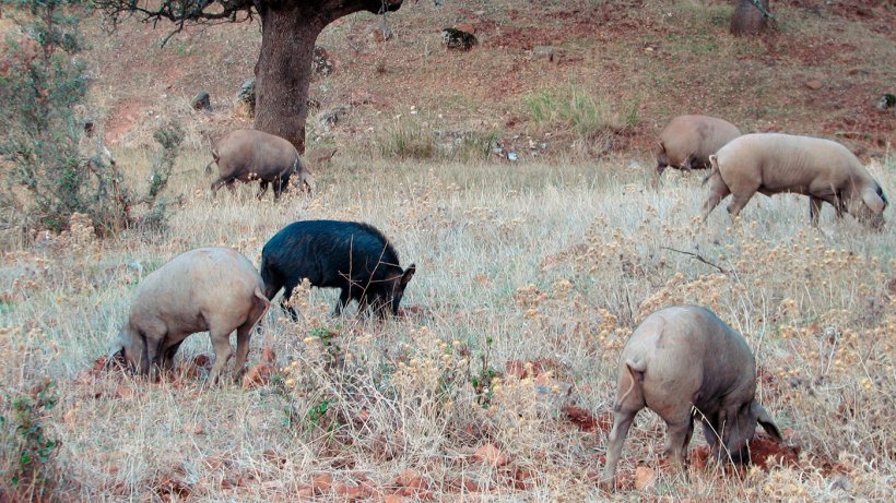 El contacto con jabal&iacute;es es m&aacute;s probable en producciones al aire libre, pero algunos pat&oacute;genos, como los virus de la enfermedad de Aujeszky o de la peste porcina cl&aacute;sica pueden llegar a alcanzar a los cerdos alojados en naves.
