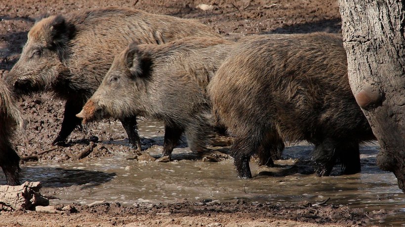 Jabal&iacute;es en una ba&ntilde;a. El n&uacute;mero y la distribuci&oacute;n en el espacio de los jabal&iacute;es vienen determinados por la disponibilidad del agua y del alimento.
