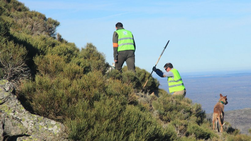 Foto 3: La caza es fundamental para el control de las poblaciones de jabal&iacute;. Pero tambi&eacute;n supone un riesgo sanitario si las v&iacute;sceras y restos quedan accesibles a jabal&iacute;es o si los materiales empleados acceden a las granjas de cerdo.
