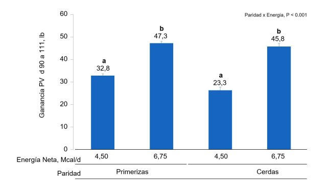 Figura 1B. Efectos de la alimentación con diferentes niveles de energía desde el día 90 al 111 de gestación en la ganancia de PV de primerizas y cerdas. Las medias con un superíndice diferente dentro del nivel de paridad son diferentes (P <0,05).
