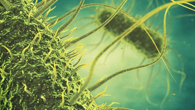 La salmonella sigue siendo una de las amenazas principales para los profesionales de la producción animal. Las mezclas de ácido propiónico y fórmico con aceites esenciales especialmente seleccionados han demostrado ser una solución potencial en la lucha contra este patógeno. (Fotografía: Shutterstock)