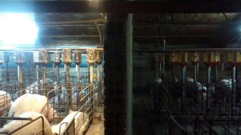 Foto 1. Diferencia de iluminaci&oacute;n en la gestaci&oacute;n antes y despu&eacute;s &nbsp;de la instalaci&oacute;n de un sistema extra de aporte de luz.
