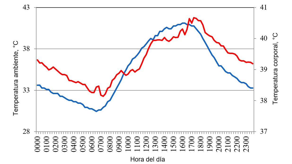 Figura 1. Variaciones en la temperatura corporal (rojo) de cerdos alojados en condiciones de estr&eacute;s por calor, en respuesta a cambios en la temperatura ambiente (azul) durante un d&iacute;a t&iacute;pico del verano del a&ntilde;o 2015 en el valle de Mexicali (Cervantes et al., 2017).
