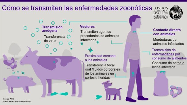 Figura 1. Rutas de transmisión de las enfermedades zoonóticas. Las zoonosis son enfermedades infecciosas que pueden transmitirse de animales a humanos, pero también de humanos a animales. Fuente: London School of Hygiene and Tropical Medicine.
