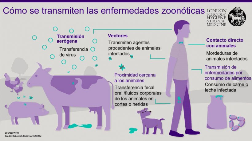 Figura 1. Rutas de transmisi&oacute;n de las enfermedades zoon&oacute;ticas. Las zoonosis son enfermedades infecciosas que pueden transmitirse de animales a humanos, pero tambi&eacute;n de humanos a animales. Fuente: London School of Hygiene and Tropical Medicine.
