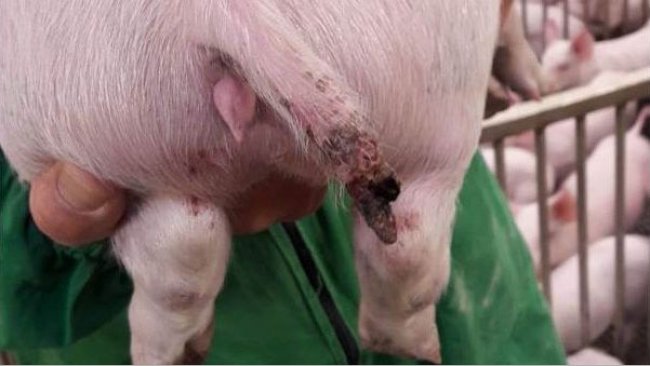 <p>Figura 1. Una lesi&oacute;n grave en un cerdo de casi 15 kg en la que incluso se produjo la p&eacute;rdida de una parte de la cola.</p>
