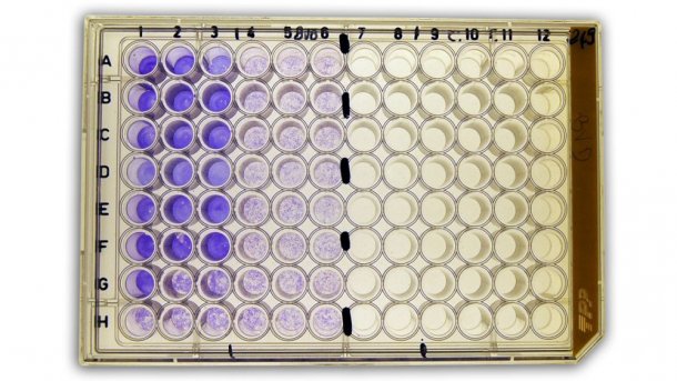 Figura 2b: Seroneutralizaci&oacute;n&nbsp;(SN) para la detecci&oacute;n de anticuerpos frente a virus de la diarrea viral bovina (BVDv) en suero.
<br>