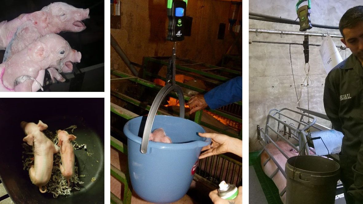 Figura 3. Fotograf&iacute;as de pesajes al nacimiento y diferencias de tama&ntilde;o dentro de la misma camada.
