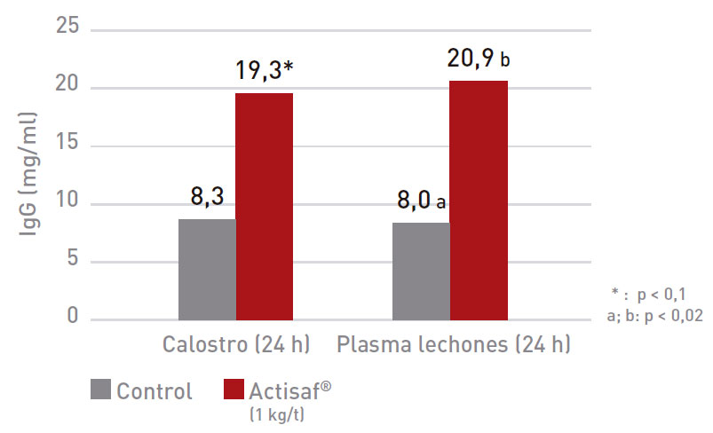 Aumento de la transferencia de inmunidad a trav&eacute;s del calostro: Efecto de la suplementaci&oacute;n con Actisaf&reg; del pienso de cerdas en gestaci&oacute;n sobre la concentraci&oacute;n de IgG en el calostro y en el plasma de los lechones.
