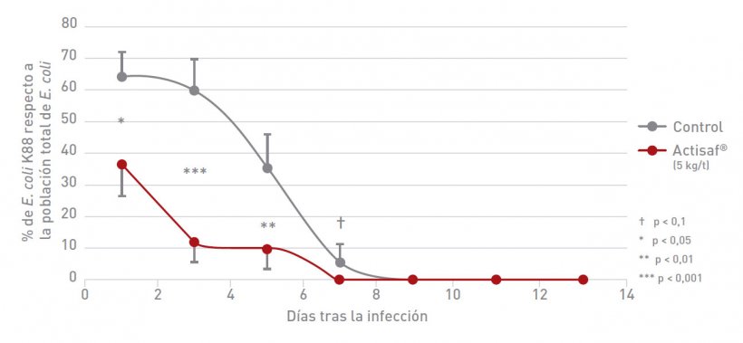 Reducci&oacute;n del riesgo de infecci&oacute;n por carga patog&eacute;nica: Efecto de la suplementaci&oacute;n con Actisaf&reg; del pienso de cerdas y lechones destetados en el porcentaje de E.coli K88 respecto a la poblaci&oacute;n total de E. coli tras una infecci&oacute;n experimental.
