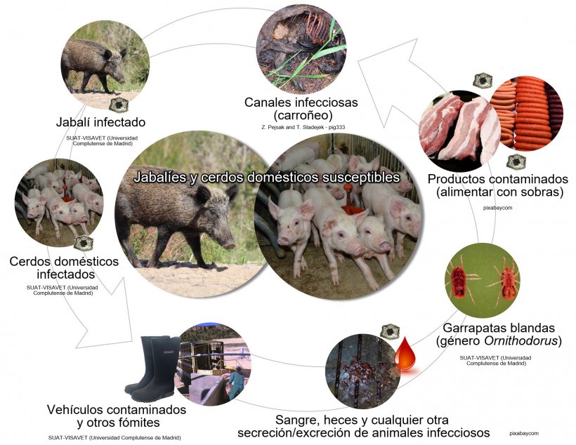 Figura 1. Rutas de transmisi&oacute;n del virus de la PPA, incluyendo el contacto directo e indirecto con animales infecciosos, sus productos, excreciones/secreciones y/o sangre, canales, diversos f&oacute;mites contaminados y vectores biol&oacute;gicos (elaboraci&oacute;n propia).
