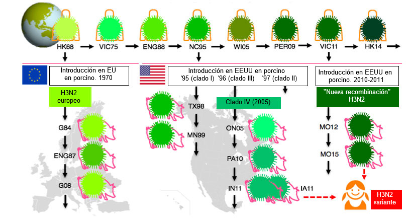 Figura 1. Evoluci&oacute;n de los virus de la influenza H3N2 en humanos y en cerdos. Los distintos tonos de verde indican diferencias antig&eacute;nicas en el H3 HA; las cepas v&iacute;ricas se indican con el sitio (abreviado) y el a&ntilde;o de aislamiento. Los virus humanos se introdujeron en la poblaci&oacute;n porcina a principios de los 1970s en Europa y, a mediados de los 1990s y en 2010 en Norteam&eacute;rica. Esto ha llevado a la situaci&oacute;n actual de 3 clados distintos de VIP H3N2 (ver las cajas de texto), uno en Europa y dos en Norteam&eacute;rica. Los clados norteamericanos de manera ocasional,&nbsp;saltan de vuelta, hacia la poblaci&oacute;n humana y entonces se llaman virus &quot;variantes&quot;.
