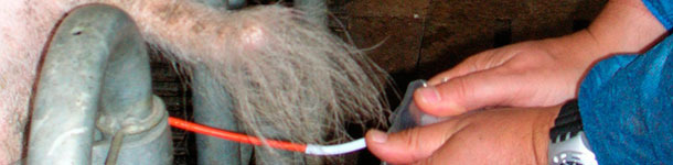 La inseminaci&oacute;n de la cerda