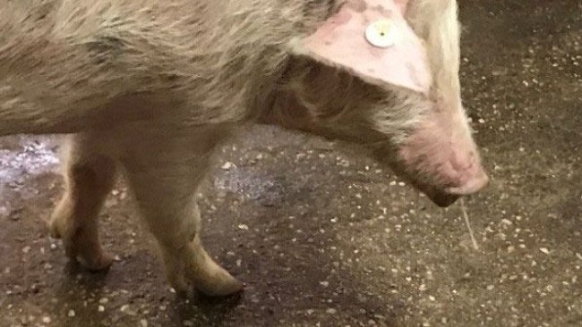 Imagen 1. Mucosidad nasal + fiebre – Gripe porcina.