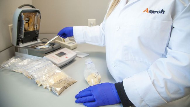 El ensilado de maíz suele ser el más problemático para los ganaderos, ya que este cereal permanece más tiempo en los cultivos y está expuesto a más factores ambientales que pueden favorecer la proliferación de micotoxinas.