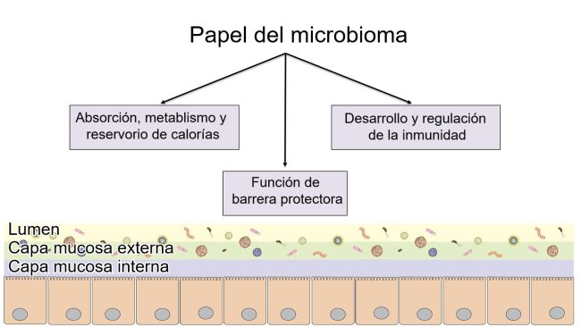 Funciones del microbioma:barrera intestinal, digestión y metabolismo de nutrientes y regulación de la inmunidad.