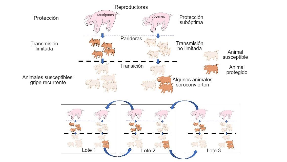 Figura 1: La transmisi&oacute;n se ve m&aacute;s reducida en animales que obtienen una protecci&oacute;n de mayor calidad (lechones de mult&iacute;paras) que en lechones de prim&iacute;paras. En la etapa de transici&oacute;n, los animales que se han infectado en presencia de cierto nivel de anticuerpos maternales no van a desarrollar inmunidad de forma activa, de modo que el virus puede infectar y causar la influenza recurrente. Finalmente, la presencia en un mismo momento de distintos lotes de distintas edades de animales facilita la transmisi&oacute;n del virus entre lotes productivos, perpetuando la infecci&oacute;n.