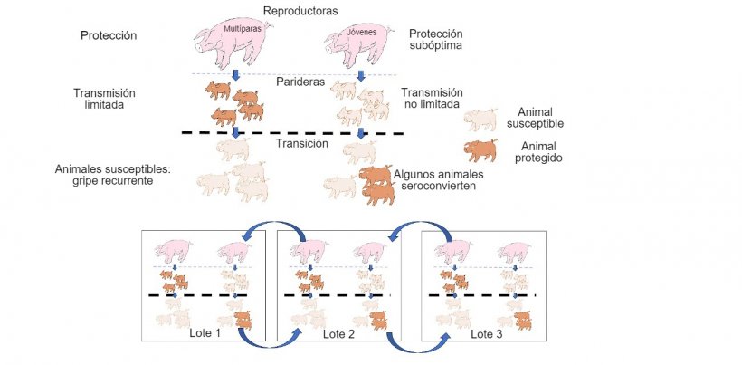 Figura 1: La transmisión se ve más reducida en animales que obtienen una protección de mayor calidad (lechones de multíparas) que en lechones de primíparas. En la etapa de transición, los animales que se han infectado en presencia de cierto nivel de anticuerpos maternales no van a desarrollar inmunidad de forma activa, de modo que el virus puede infectar y causar la influenza recurrente. Finalmente, la presencia en un mismo momento de distintos lotes de distintas edades de animales facilita la transmisión del virus entre lotes productivos, perpetuando la infección.