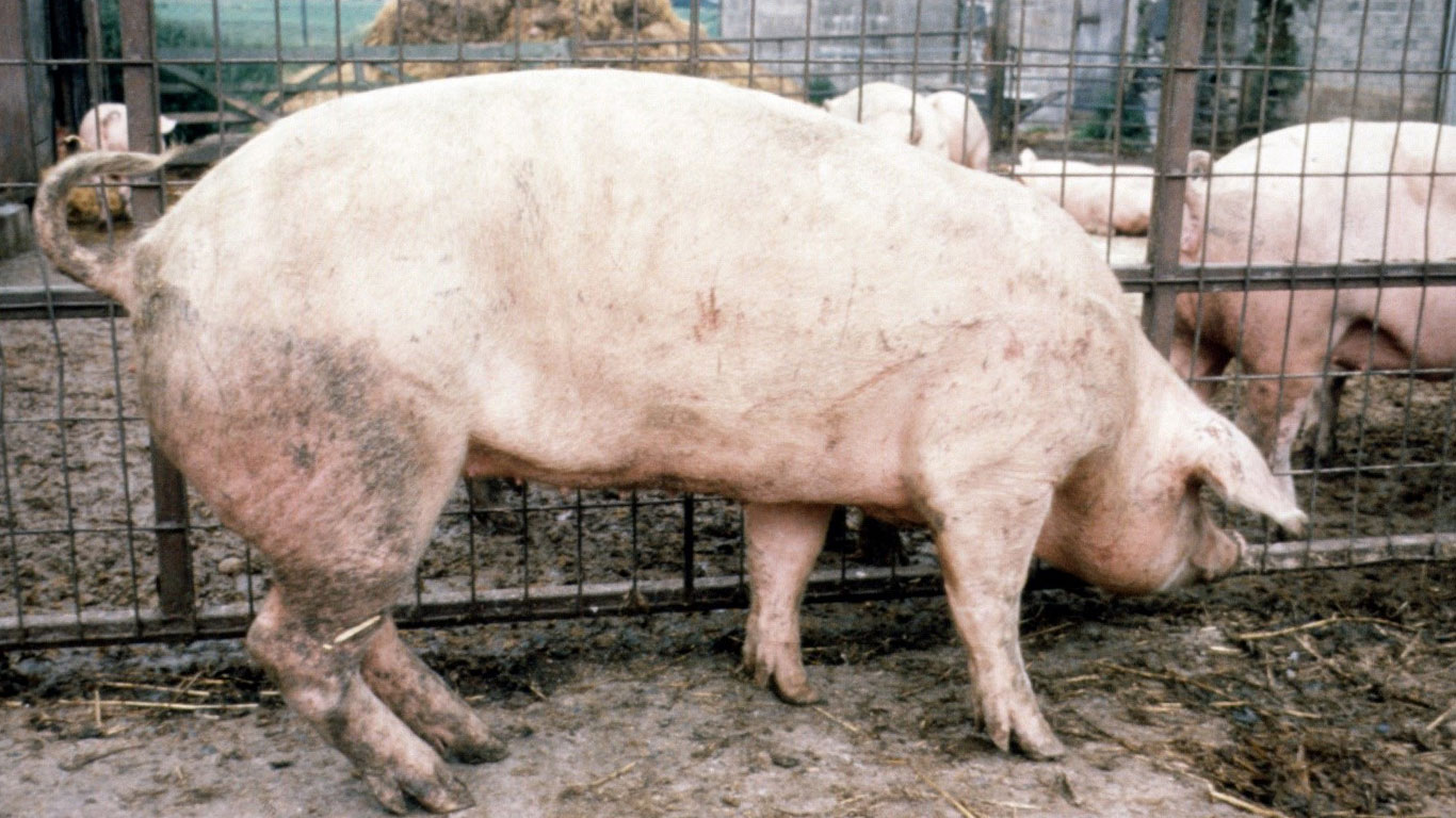 Sobrecrecimiento de pezuñas: no todo es culpa del suelo - Artículos -  3tres3, la página del Cerdo