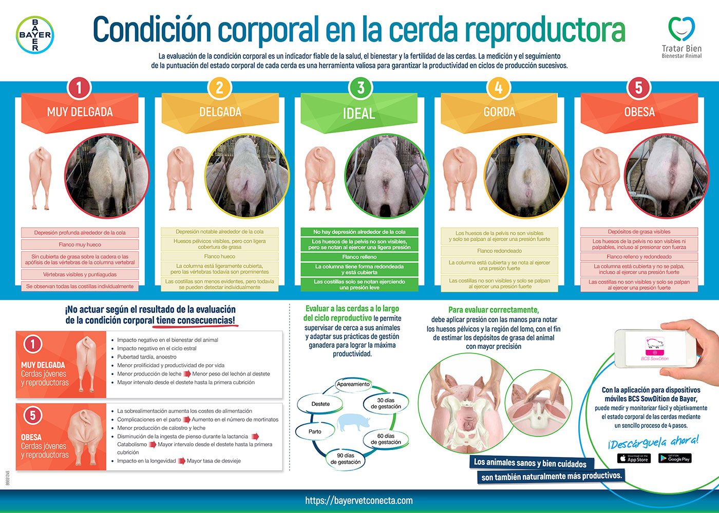 Bayer lanza BCS SowDition, una App para evaluar la condición corporal -  Notas de prensa del sector porcino - 3tres3, la página del Cerdo