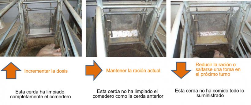 Figura 2: Al menos 1 vez a d&iacute;a deben revisarse los comederos de las cerdas y, seg&uacute;n lo que observamos, decidir si esa cerda puede comer m&aacute;s o no. Fuente: Pig Research Center
