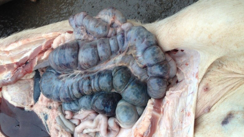 Cerdo infectado por PPA 14 d&iacute;as despu&eacute;s de la detecci&oacute;n inicial de la enfermedad. Lesiones hemorr&aacute;gicas en el intestino grueso.
