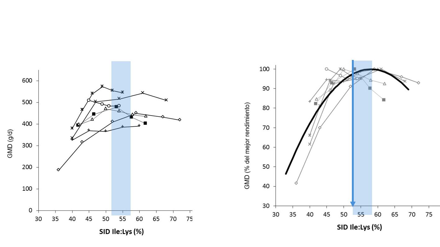 Figura 1: Resultados&nbsp; del crecimiento en lechones obtenidos en distintos estudios seg&uacute;n distintos ratio Ile:Lys DIS . El crecimiento se expresa en valor absoluto o como porcentaje del mejor crecimiento. Fuente: Ajinomoto Animal Nutrition Europe
