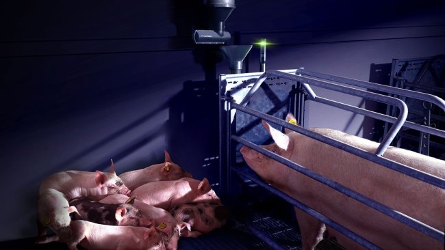 Nedap Farrowing Feeding con el complemento opcional Nedap Activator, puede maximizar la ingesta de alimento de las cerdas lactantes, ayudando a las cerdas a recuperarse del parto, mantener la condición corporal y producir suficiente leche.