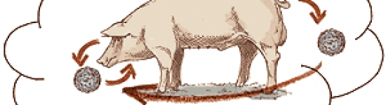 patogenia PCV2